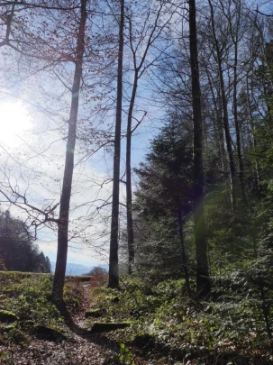 moreillon-paully-mont-pelerin-120