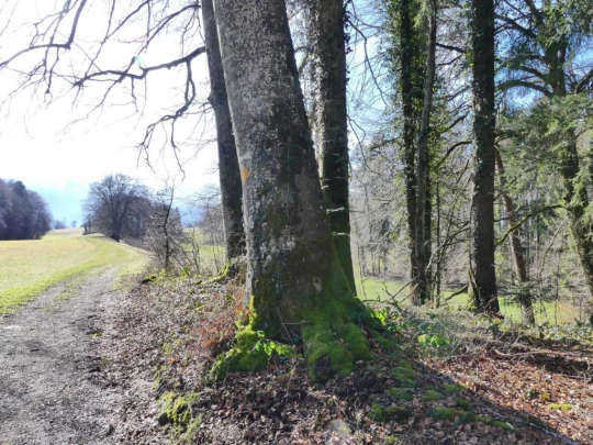 moreillon-paully-mont-pelerin-122