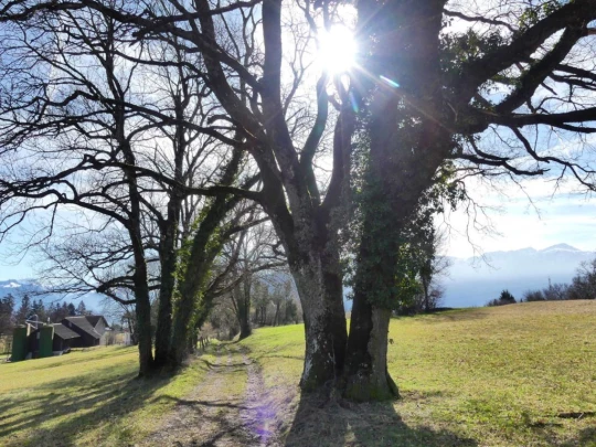 moreillon-paully-mont-pelerin-134