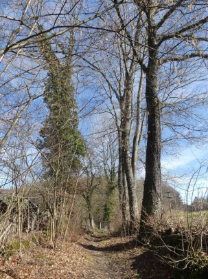 moreillon-paully-mont-pelerin-137