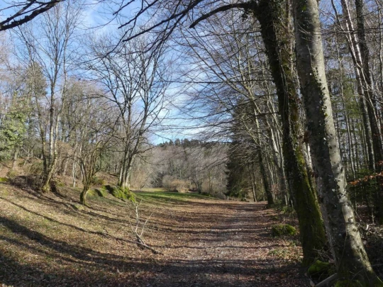 moreillon-paully-mont-pelerin-147