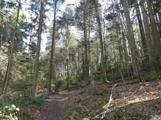 moreillon-paully-mont-pelerin-155