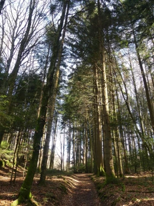 moreillon-paully-mont-pelerin-157