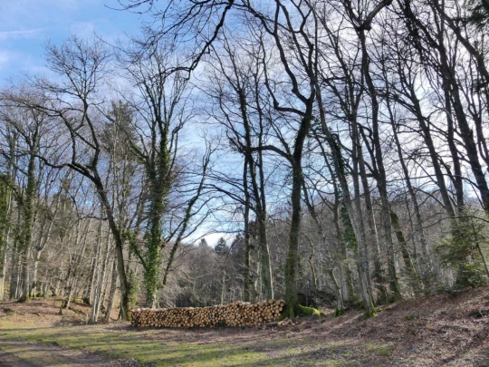 moreillon-paully-mont-pelerin-161