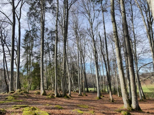 moreillon-paully-mont-pelerin-163