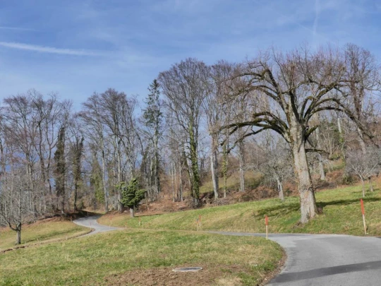 moreillon-paully-mont-pelerin-164