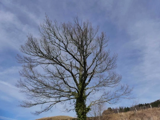 moreillon-paully-mont-pelerin-179