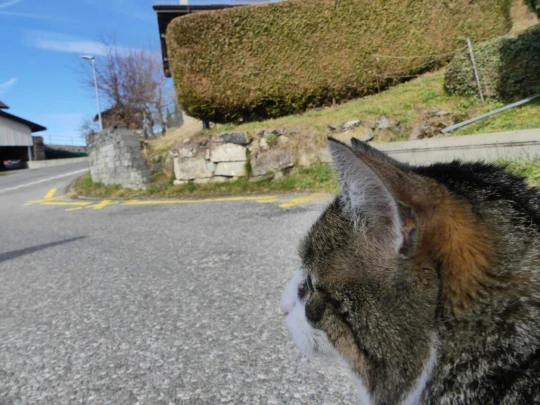 moreillon-paully-mont-pelerin-183