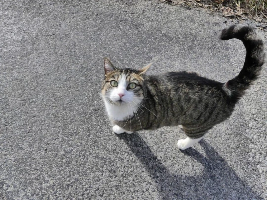 moreillon-paully-mont-pelerin-184