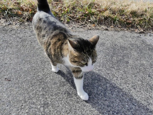 moreillon-paully-mont-pelerin-185