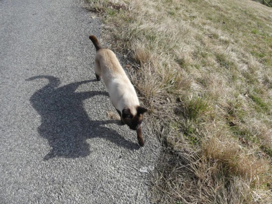 moreillon-paully-mont-pelerin-189