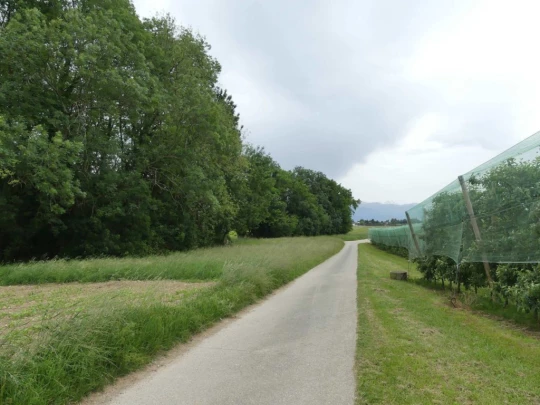 morges-vufflens-morges-160