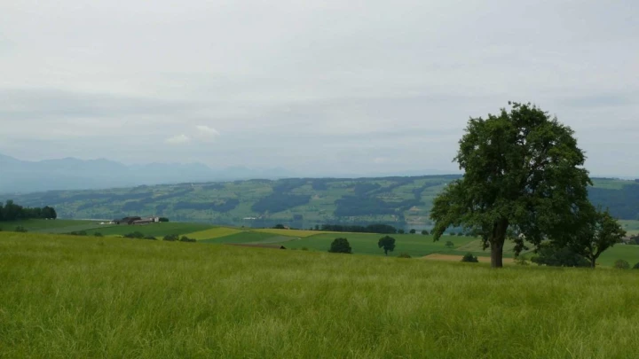 Müswangen Sulzerwald Sonneri Hochdorf Horben Lieli château de Heidegg Gelfingen