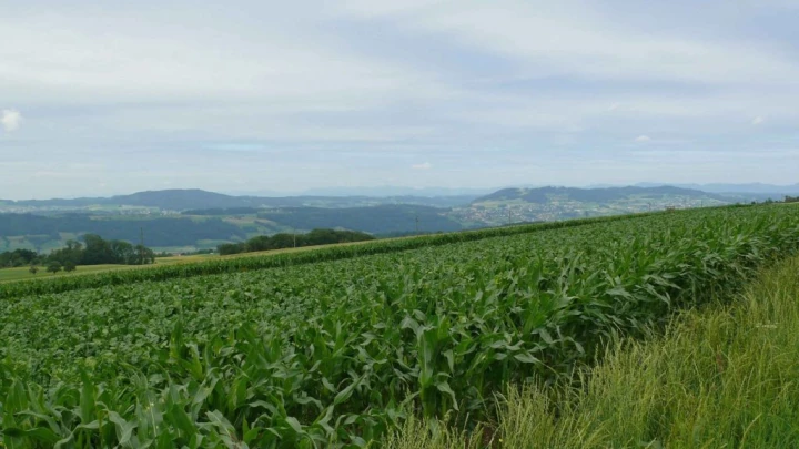 Müswangen Sulzerwald Sonneri Hochdorf Horben Lieli château de Heidegg Gelfingen