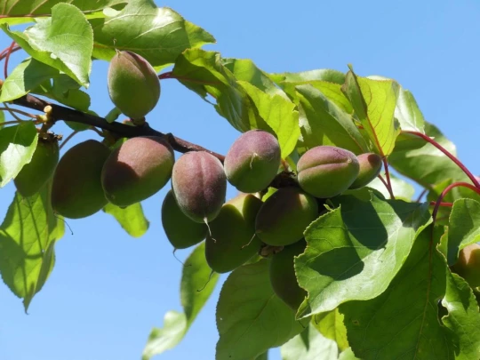 nendaz-fey-gare-chamoson-155