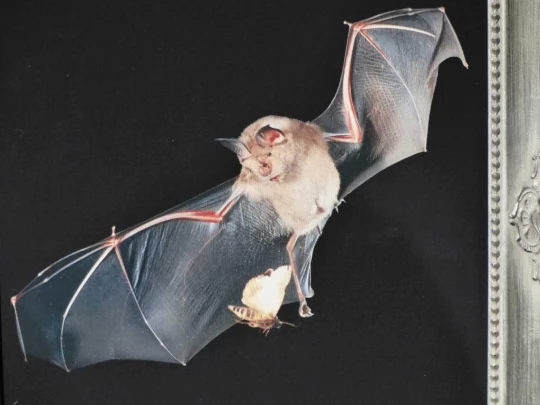 Noiraigue, gorges de l'Areuse, Champ-du-Moulin, restaurant de la Truite, Boudry