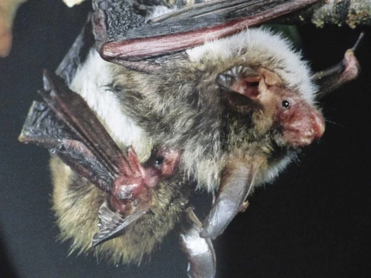 Noiraigue, gorges de l'Areuse, Champ-du-Moulin, restaurant de la Truite, Boudry