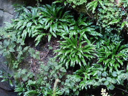 Noiraigue, gorges de l'Areuse, Champ-du-Moulin, restaurant de la Truite, Boudry