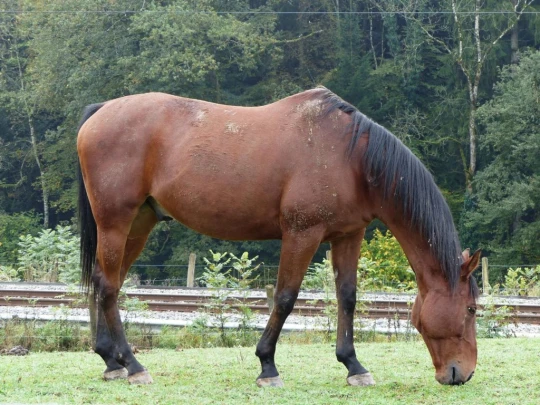 palezieux-chatel-st-denis-102