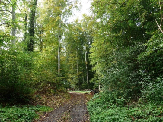 palezieux-chatel-st-denis-111