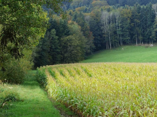 palezieux-chatel-st-denis-119