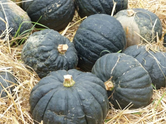 palezieux-chatel-st-denis-130