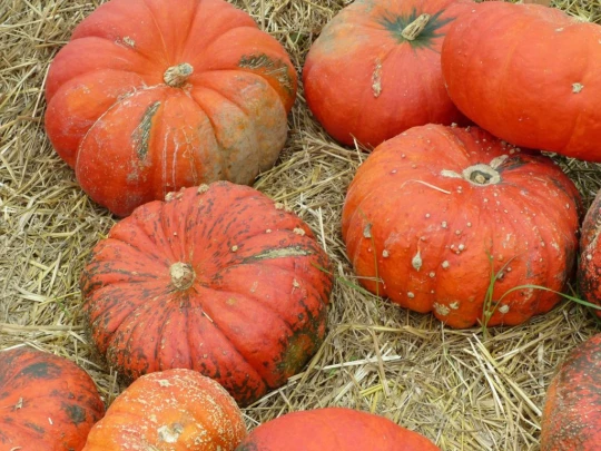 palezieux-chatel-st-denis-132