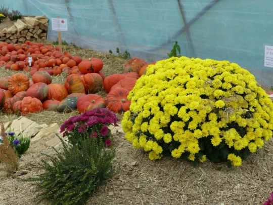 palezieux-chatel-st-denis-137