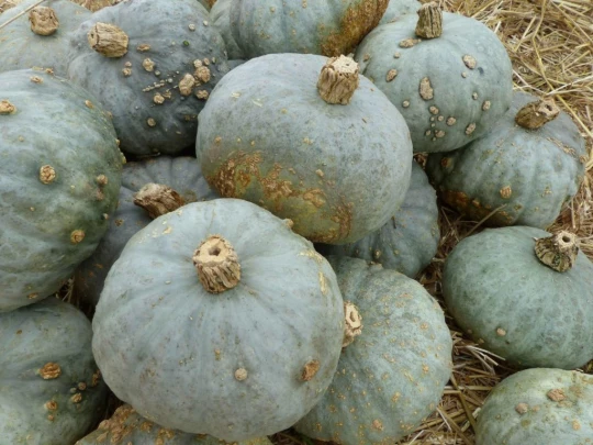 palezieux-chatel-st-denis-138