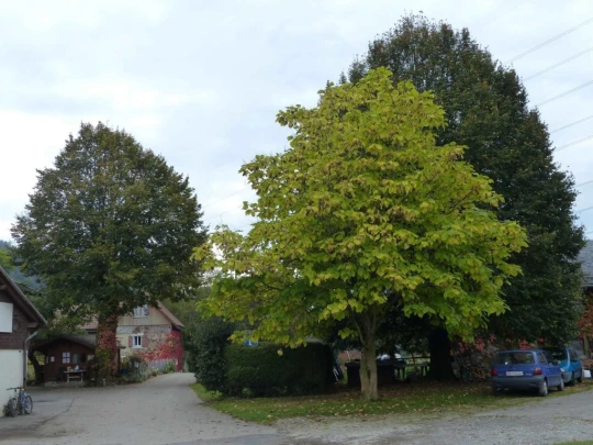 palezieux-chatel-st-denis-139