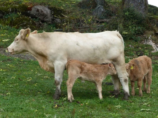 palezieux-chatel-st-denis-142