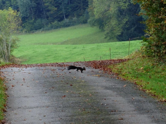 palezieux-chatel-st-denis-149