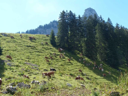 plan-francey-chatel-st-denis-131