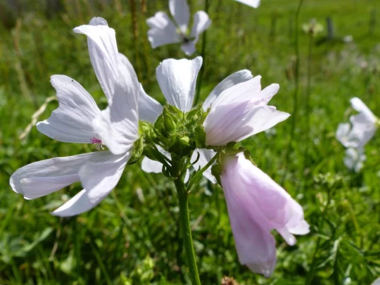 plan-francey-chatel-st-denis-140