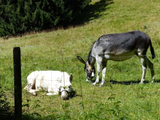 plan-francey-chatel-st-denis-153