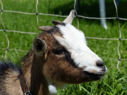 plan-francey-chatel-st-denis-157