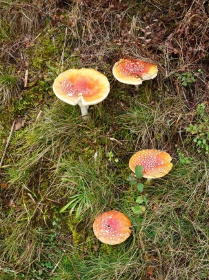 pra-la-tete-epalinges-120