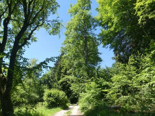 pres-d-orvin-bellevue-preles-102