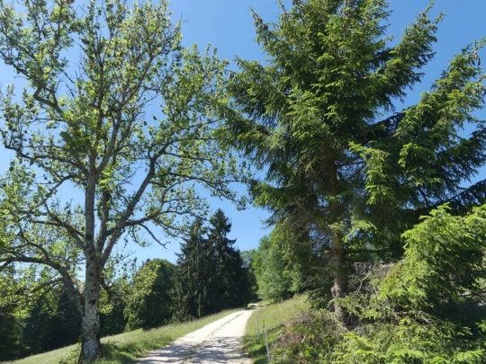 pres-d-orvin-bellevue-preles-106