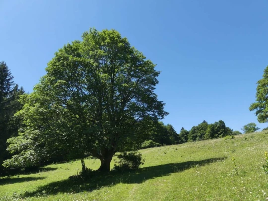 pres-d-orvin-bellevue-preles-122