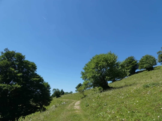 pres-d-orvin-bellevue-preles-125