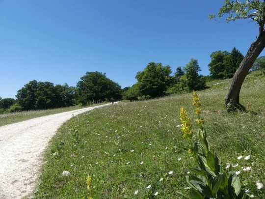 pres-d-orvin-bellevue-preles-142