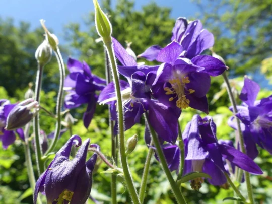 pres-d-orvin-bellevue-preles-149