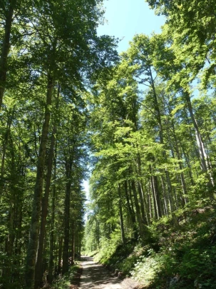 pres-d-orvin-bellevue-preles-152