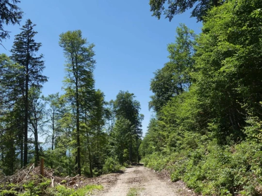 pres-d-orvin-bellevue-preles-153