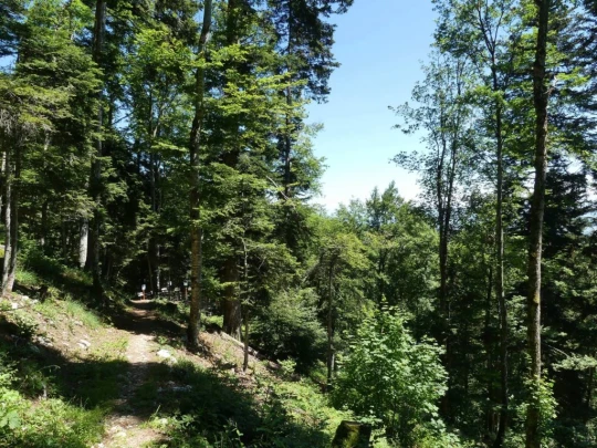 pres-d-orvin-bellevue-preles-173