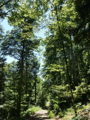 pres-d-orvin-bellevue-preles-197