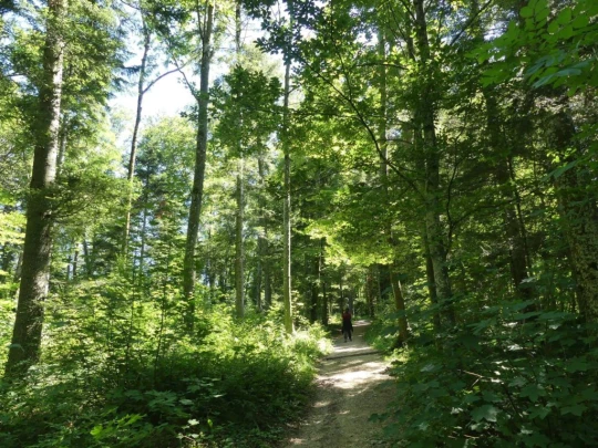 pres-d-orvin-bellevue-preles-229