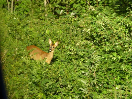 rochers-de-naye-montbovon-100