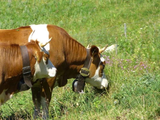 rochers-de-naye-montbovon-159